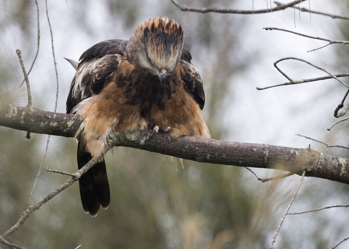 Square-tailed Kite - ML638249787