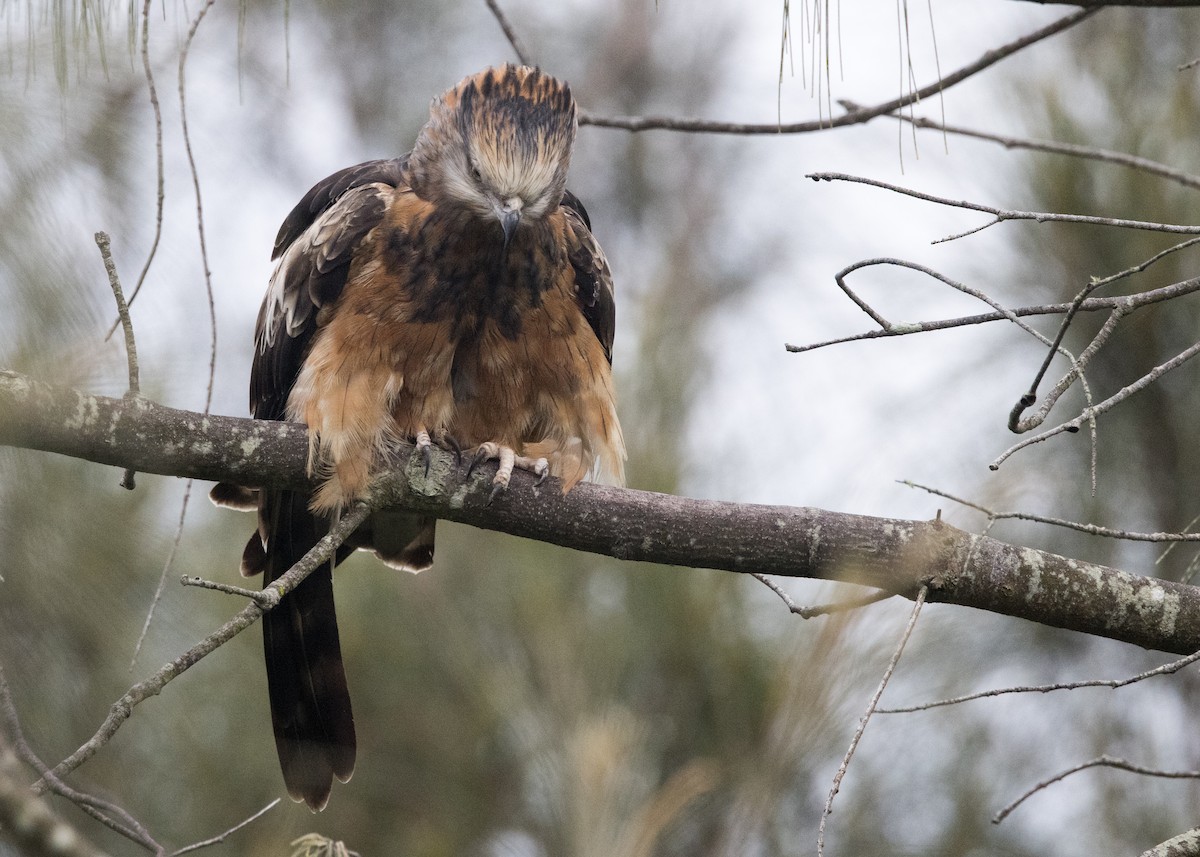 Square-tailed Kite - ML638249789