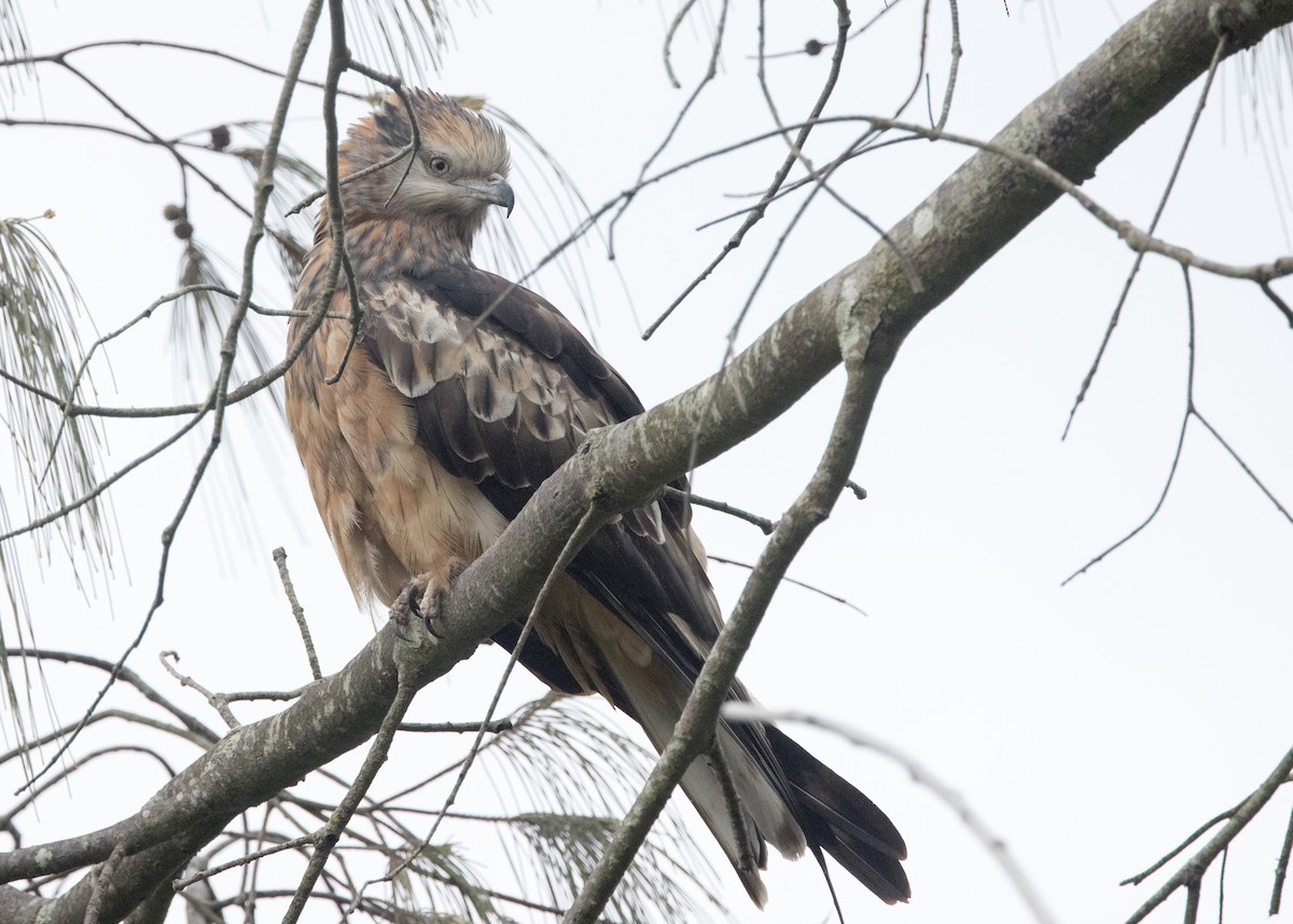 Square-tailed Kite - ML638249791