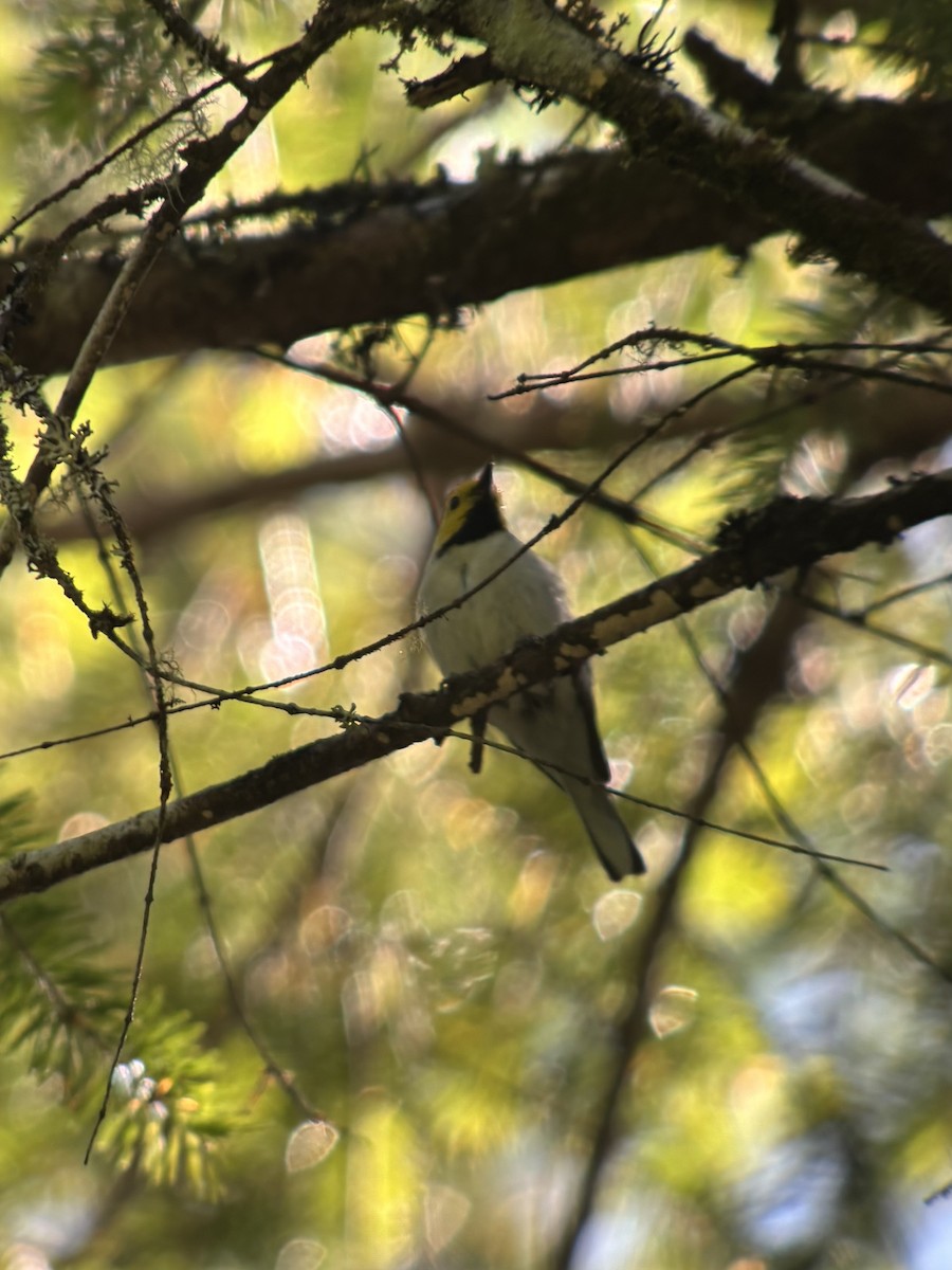 Hermit Warbler - ML638249796
