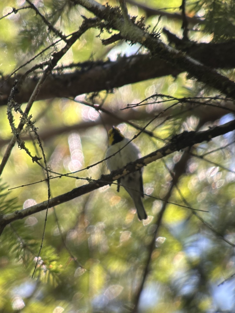 Hermit Warbler - ML638249797
