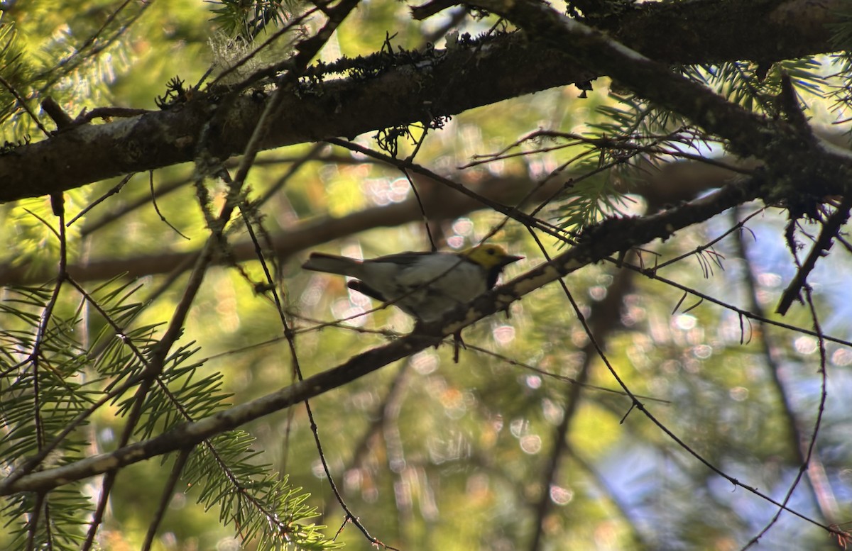 Hermit Warbler - ML638249798