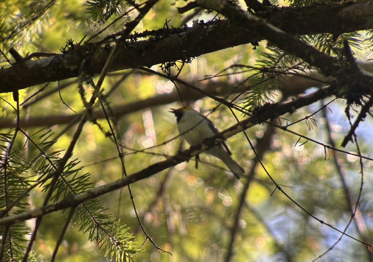 Hermit Warbler - ML638249799