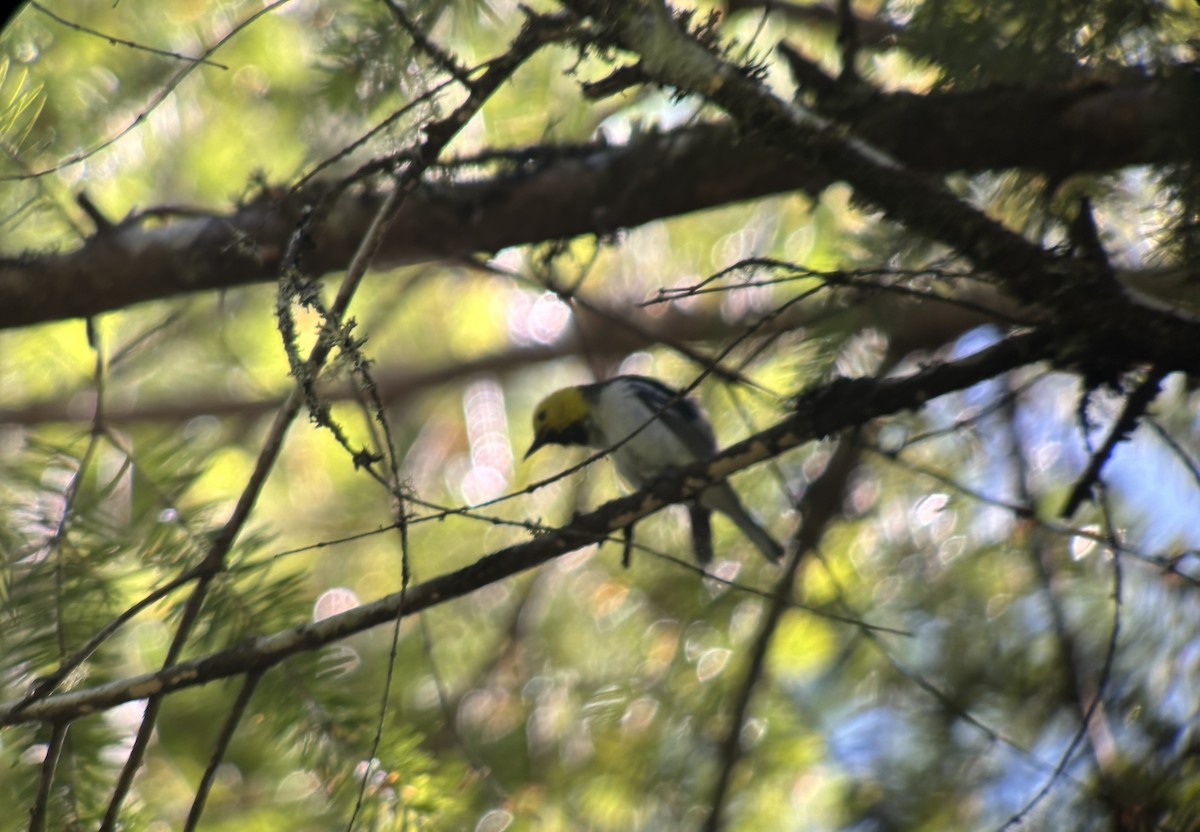 Hermit Warbler - ML638249800