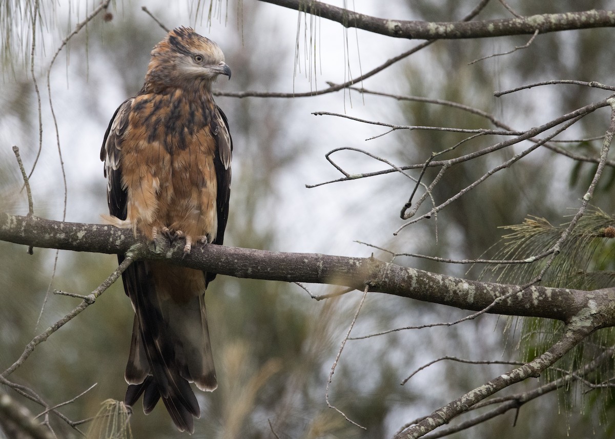 Square-tailed Kite - ML638249801