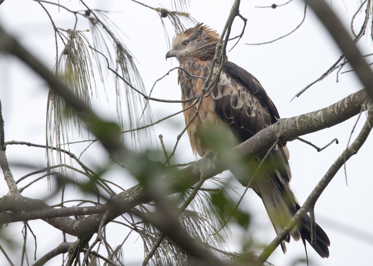 Square-tailed Kite - ML638249804
