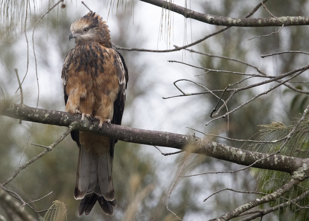 Square-tailed Kite - ML638249805