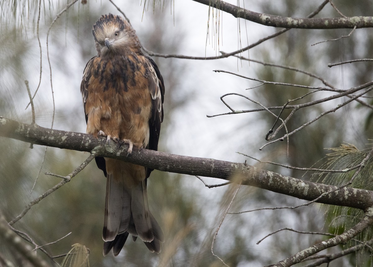 Square-tailed Kite - ML638249806
