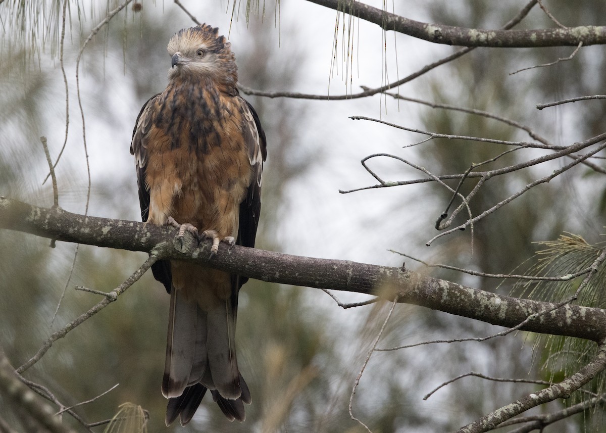 Square-tailed Kite - ML638249807