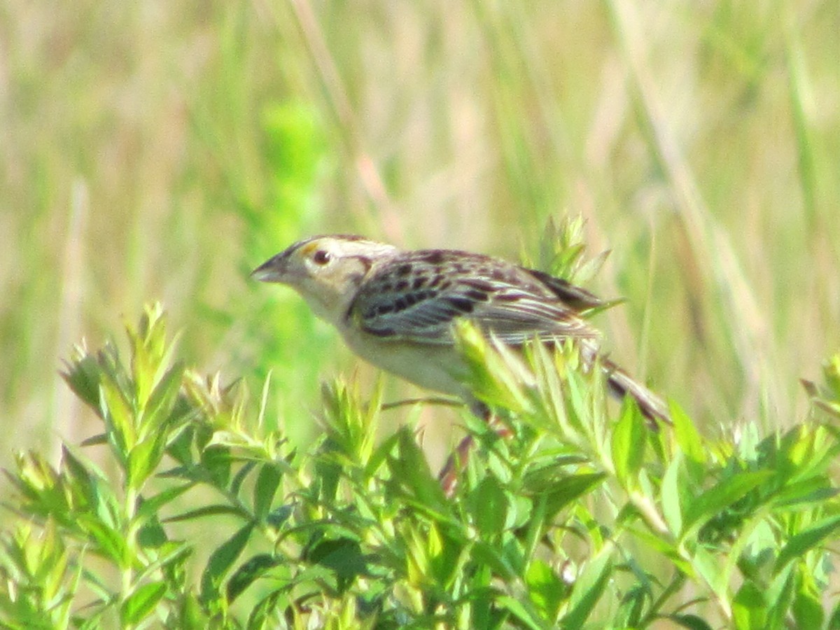 イナゴヒメドリ - ML63824981