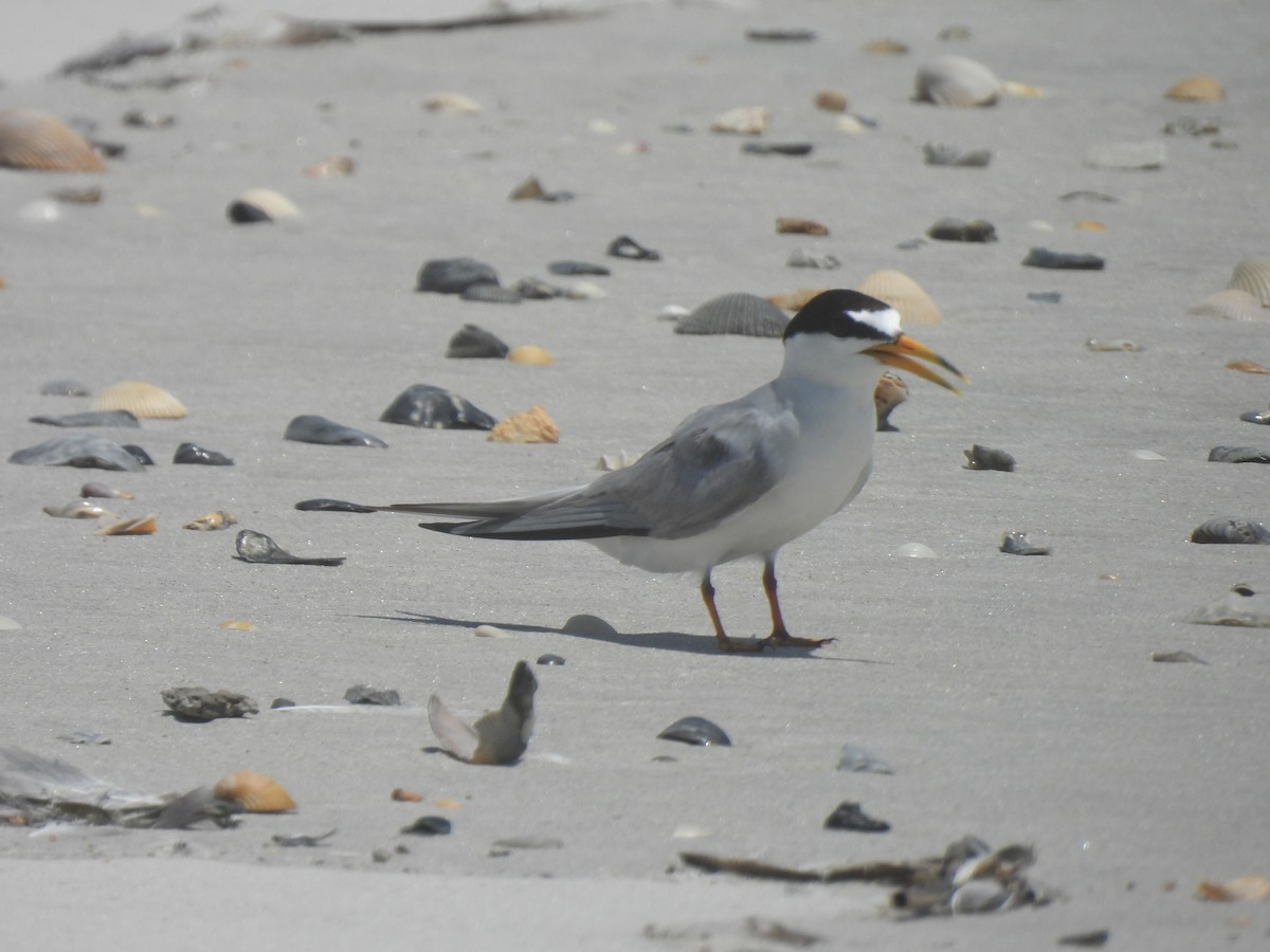 Least Tern - ML638249833