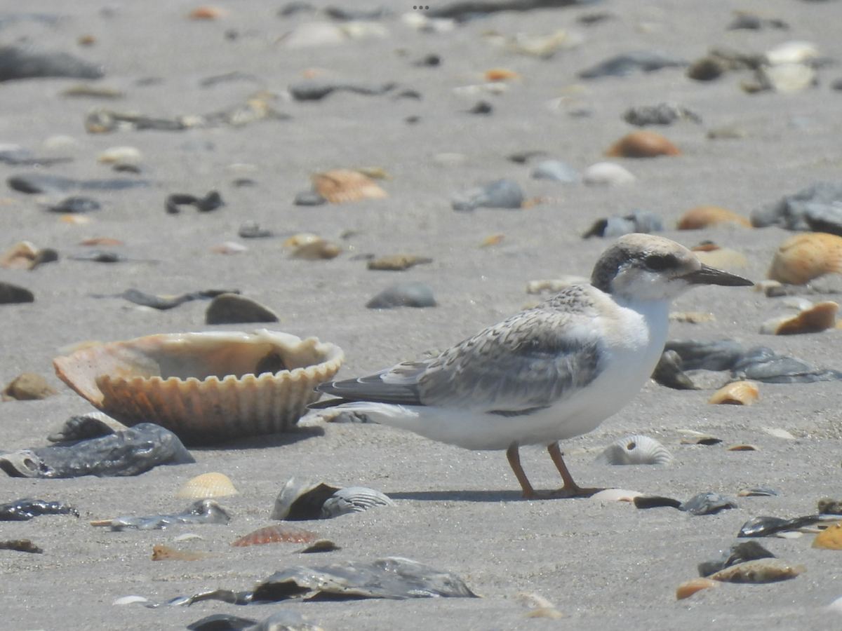 Least Tern - ML638249834