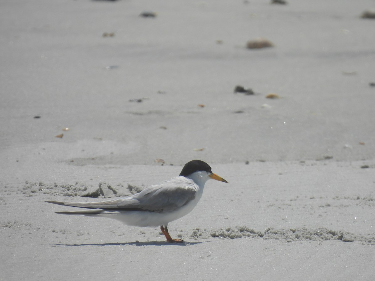 Least Tern - ML638249835
