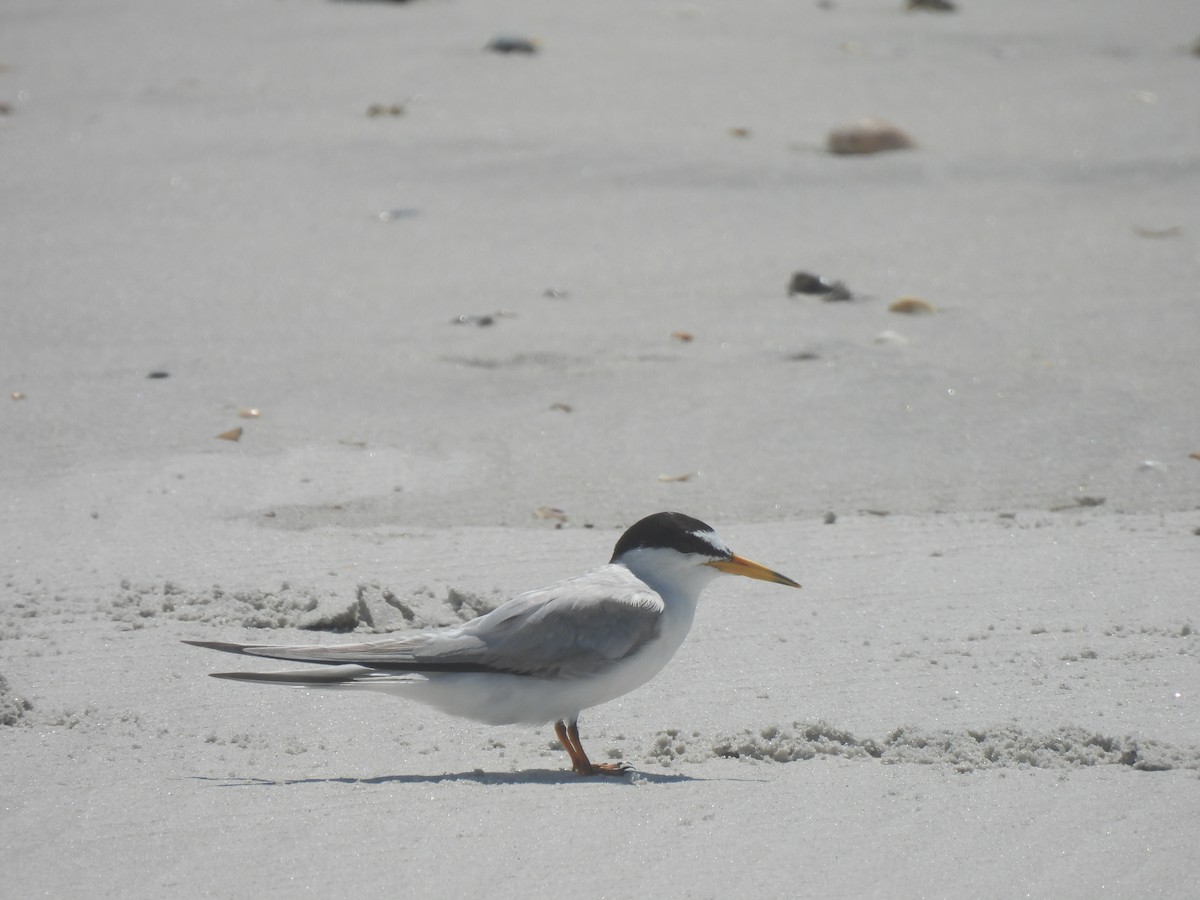 Least Tern - ML638249836