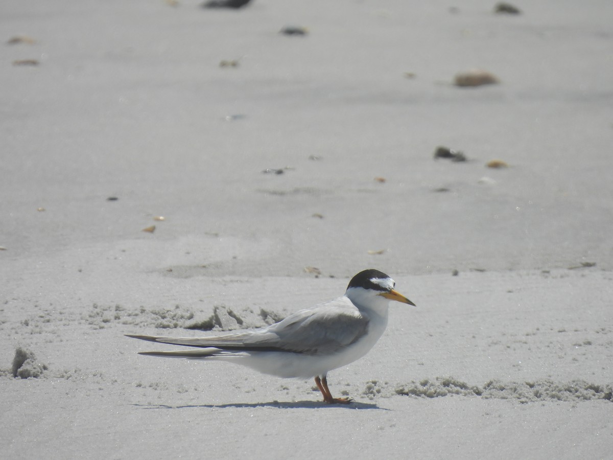 Least Tern - ML638249838