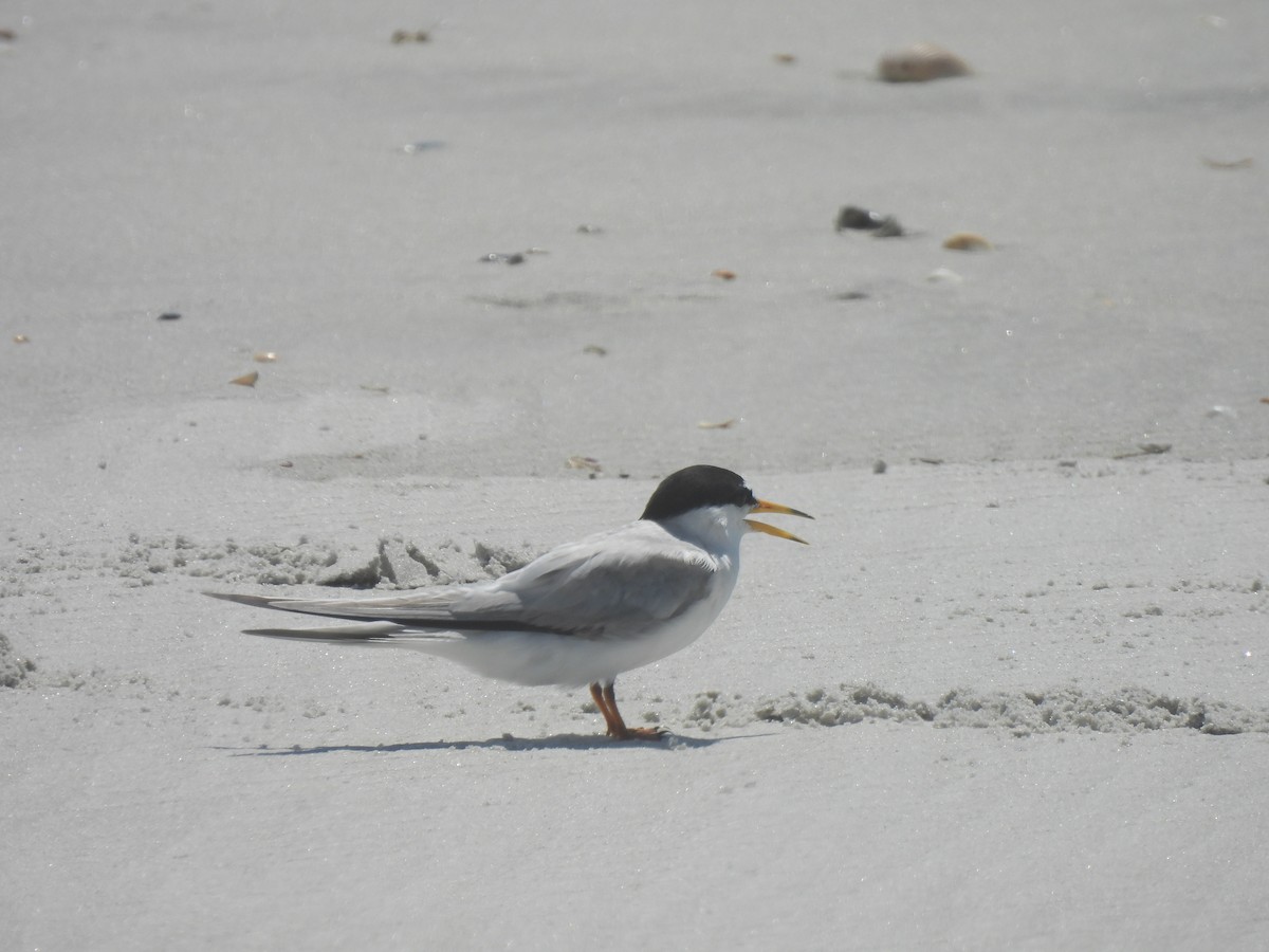 Least Tern - ML638249839