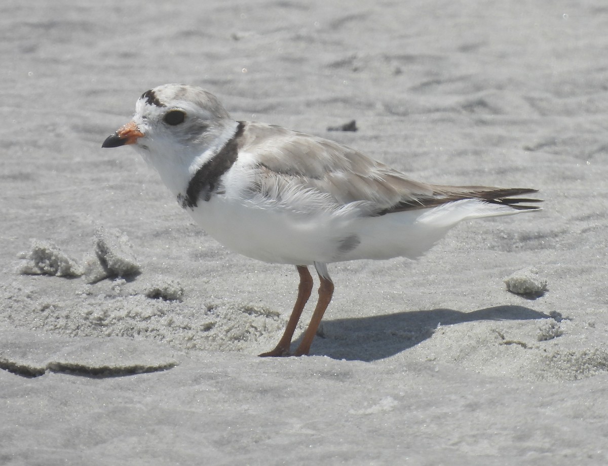 Piping Plover - ML638249845