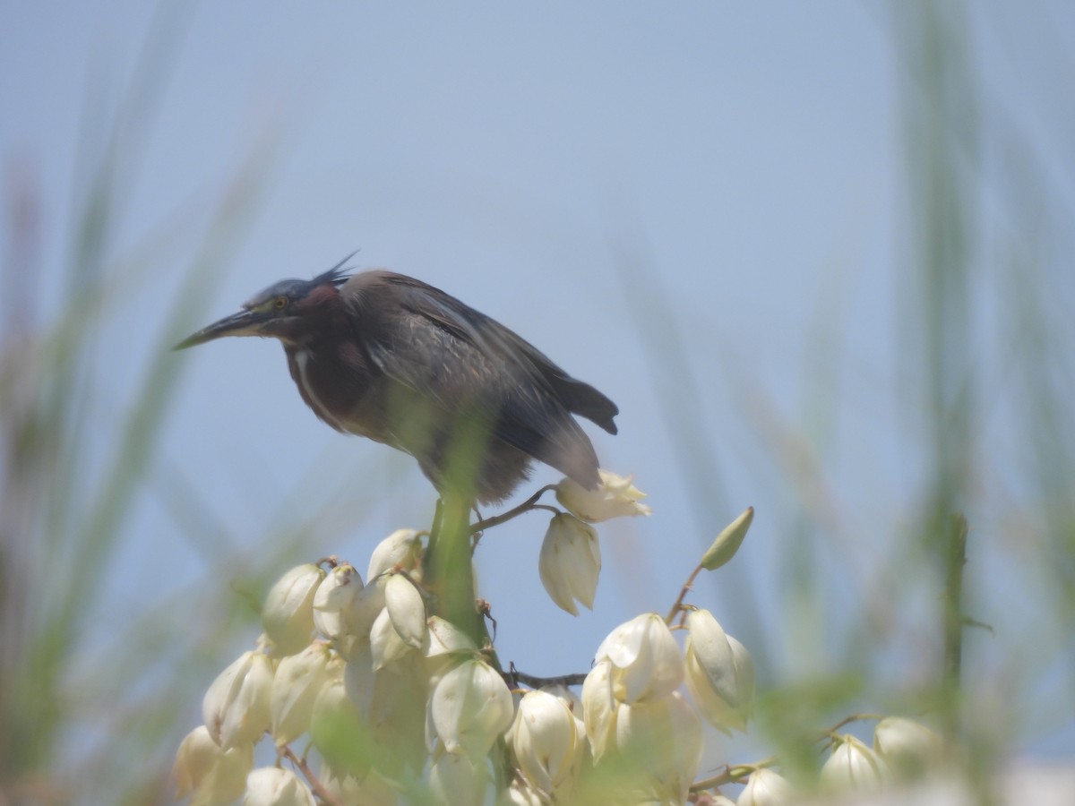 Green Heron - ML638249846