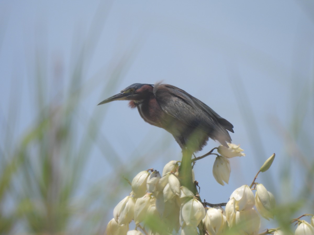 Green Heron - ML638249847