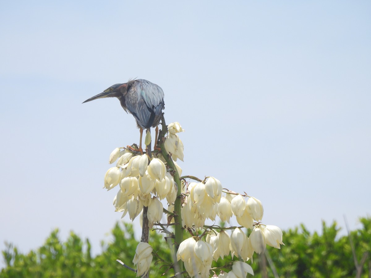 Green Heron - ML638249848