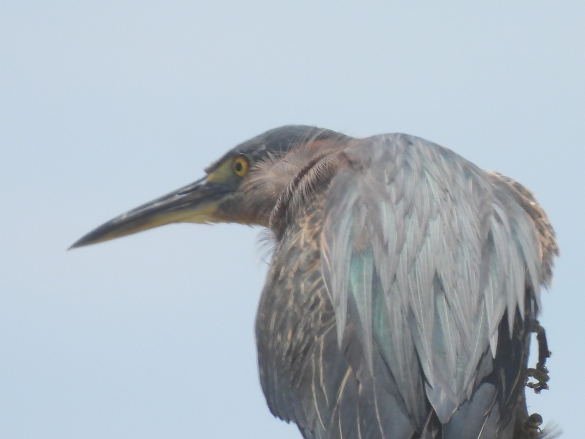 Green Heron - ML638249849