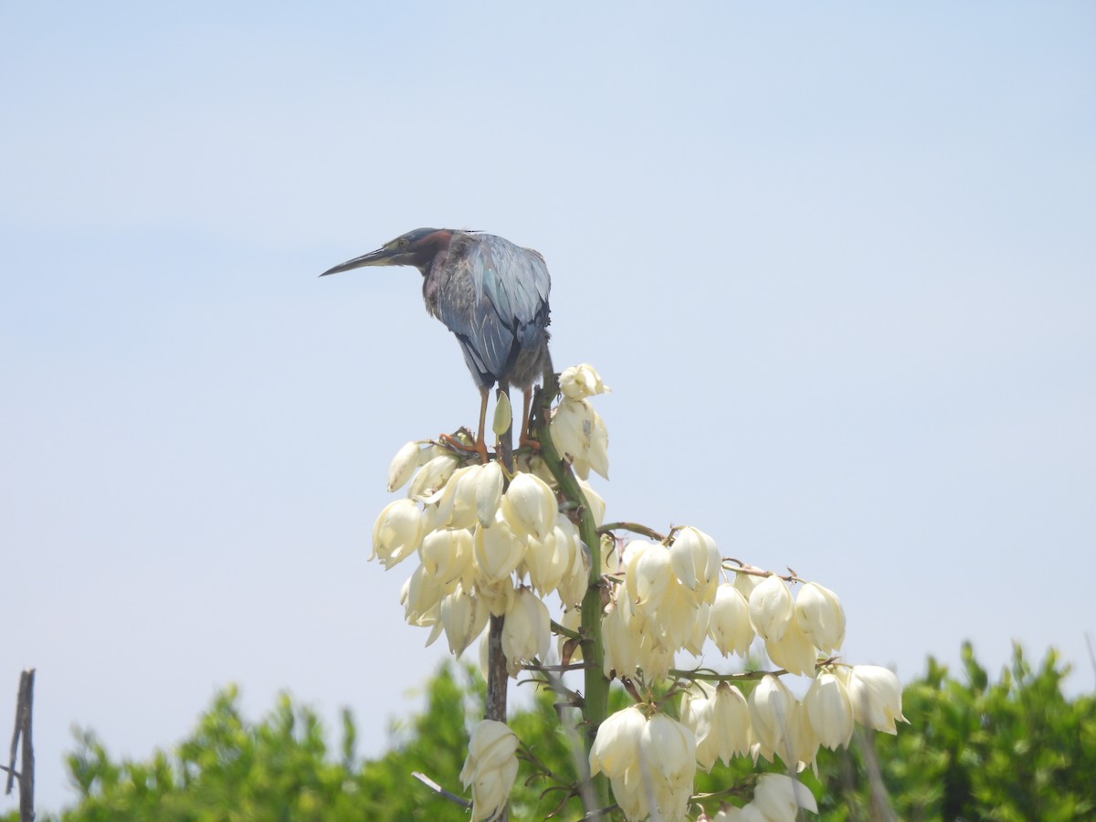 Green Heron - ML638249850