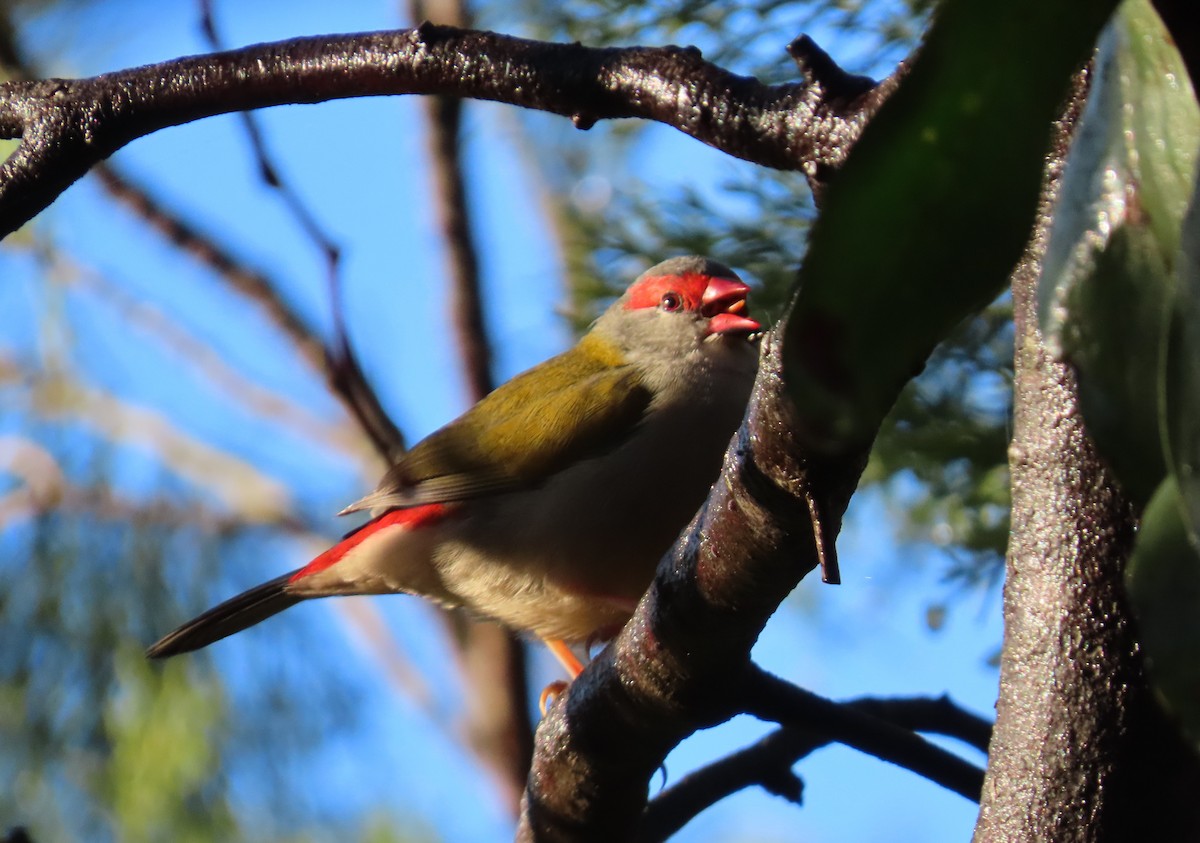 Red-browed Firetail - ML638249870