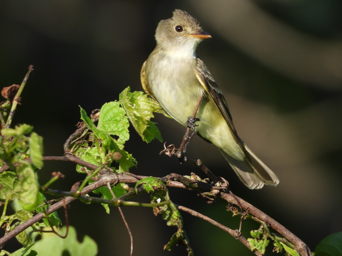 Willow Flycatcher - ML638249889