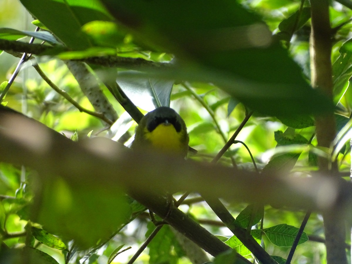 Southern Yellowthroat - ML638249926