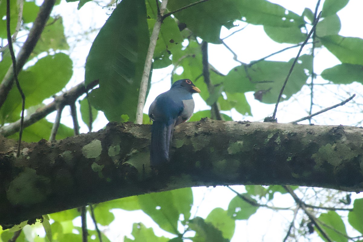 Black-tailed Trogon - ML638249941