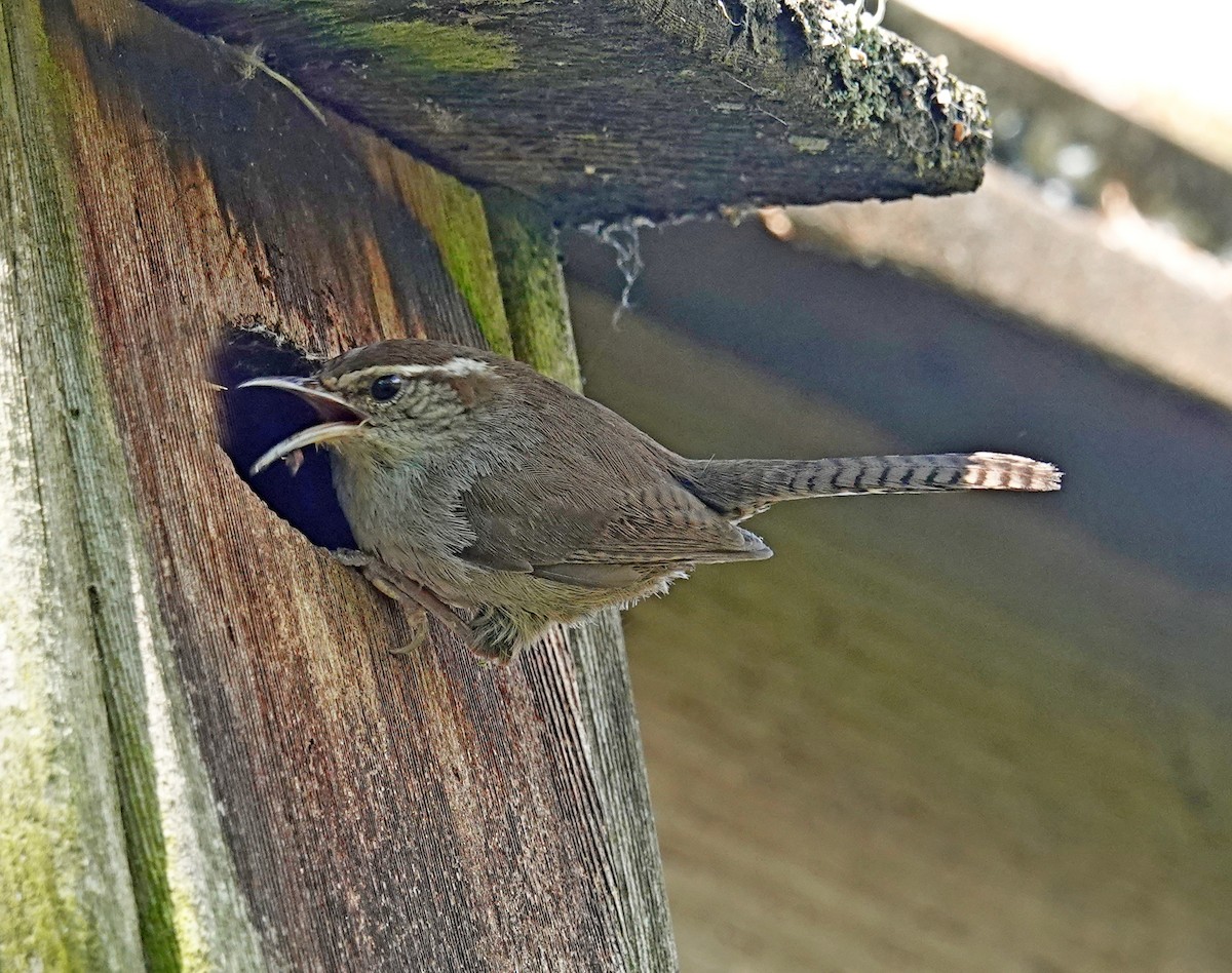 Bewick's Wren - ML638249943
