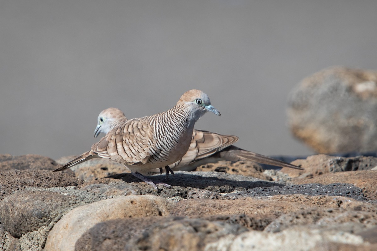 Zebra Dove - ML638249944