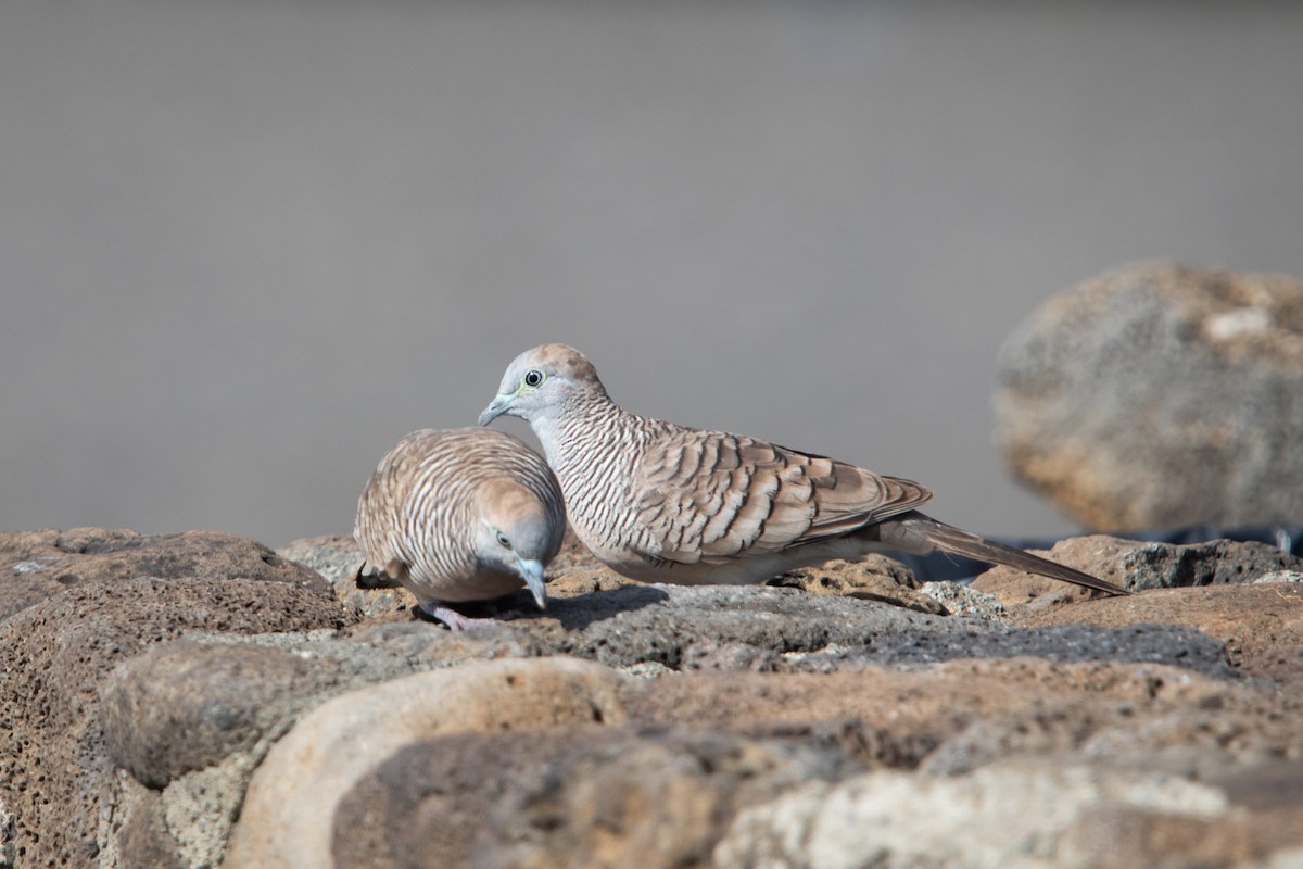 Zebra Dove - ML638249945