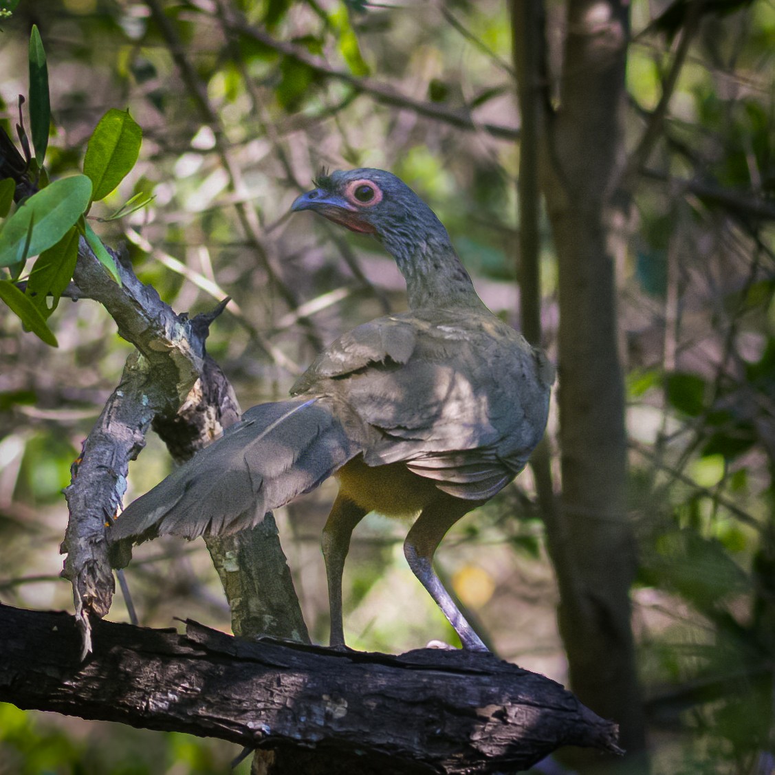 Rufous-bellied Chachalaca - ML638249955