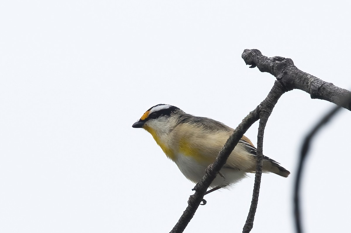 Striated Pardalote - ML638249970