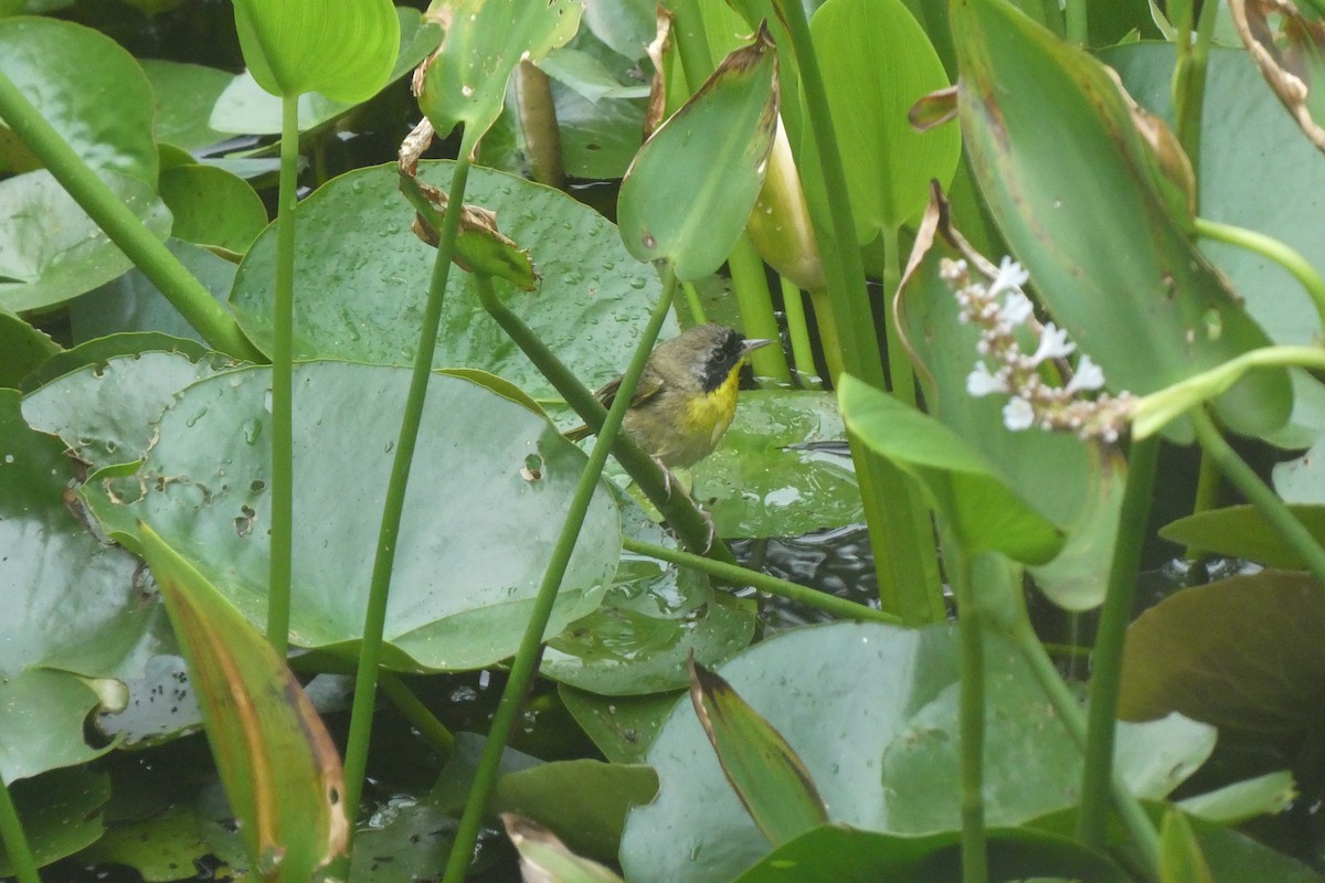 Common Yellowthroat - ML638249991