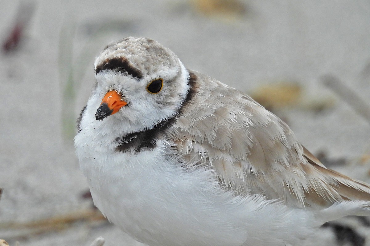 Piping Plover - ML638249995