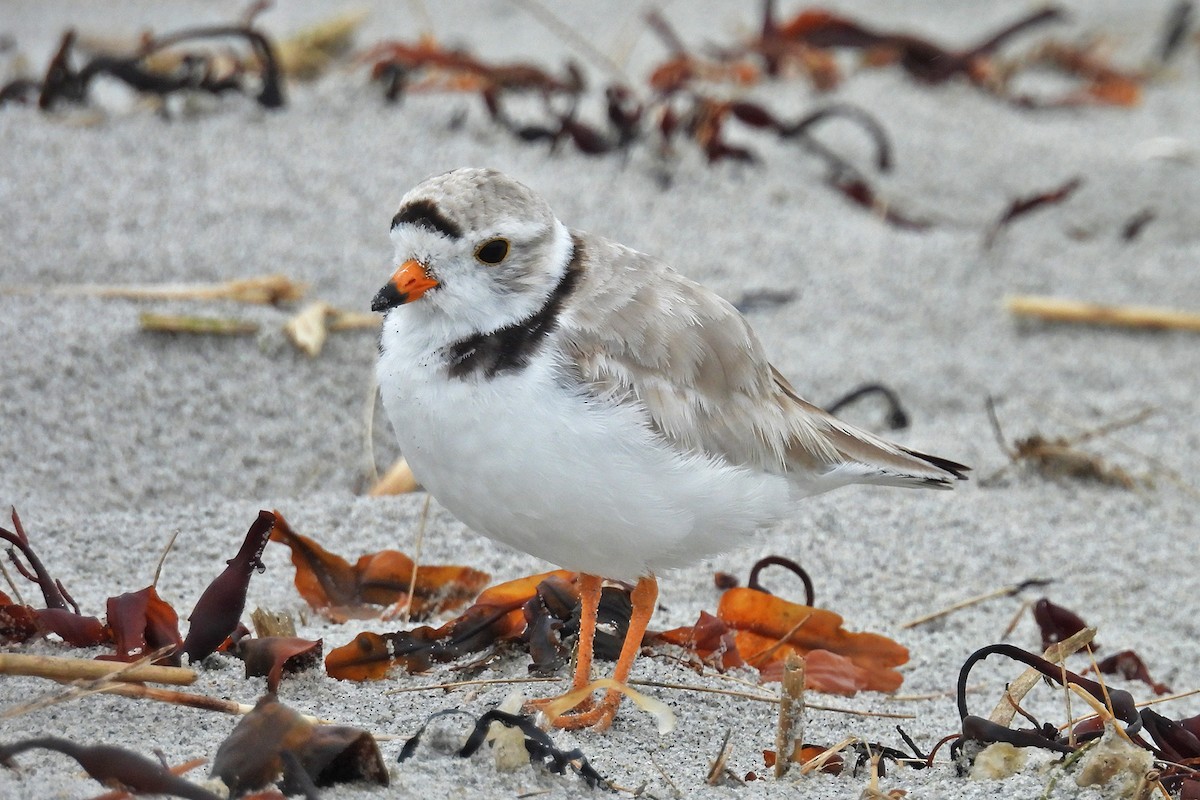 Piping Plover - ML638249996
