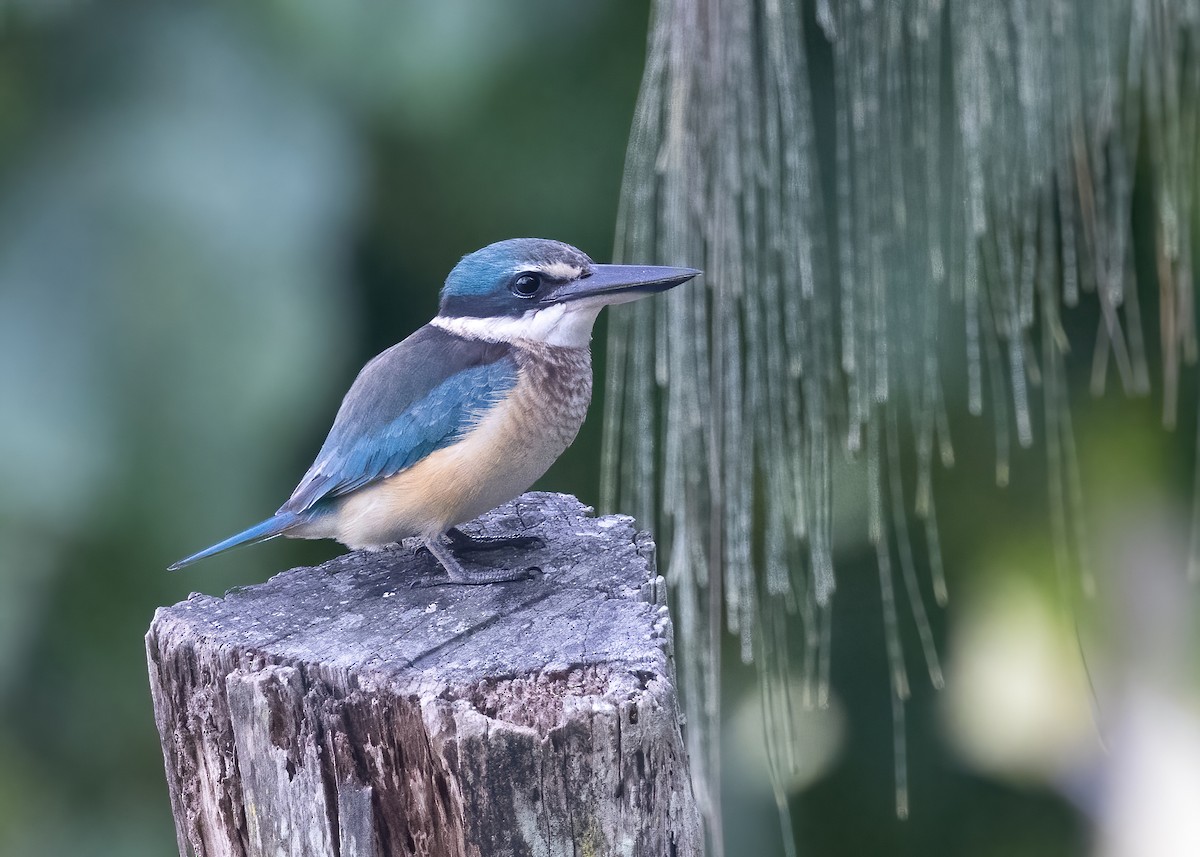Sacred Kingfisher (Australasian) - ML638249999