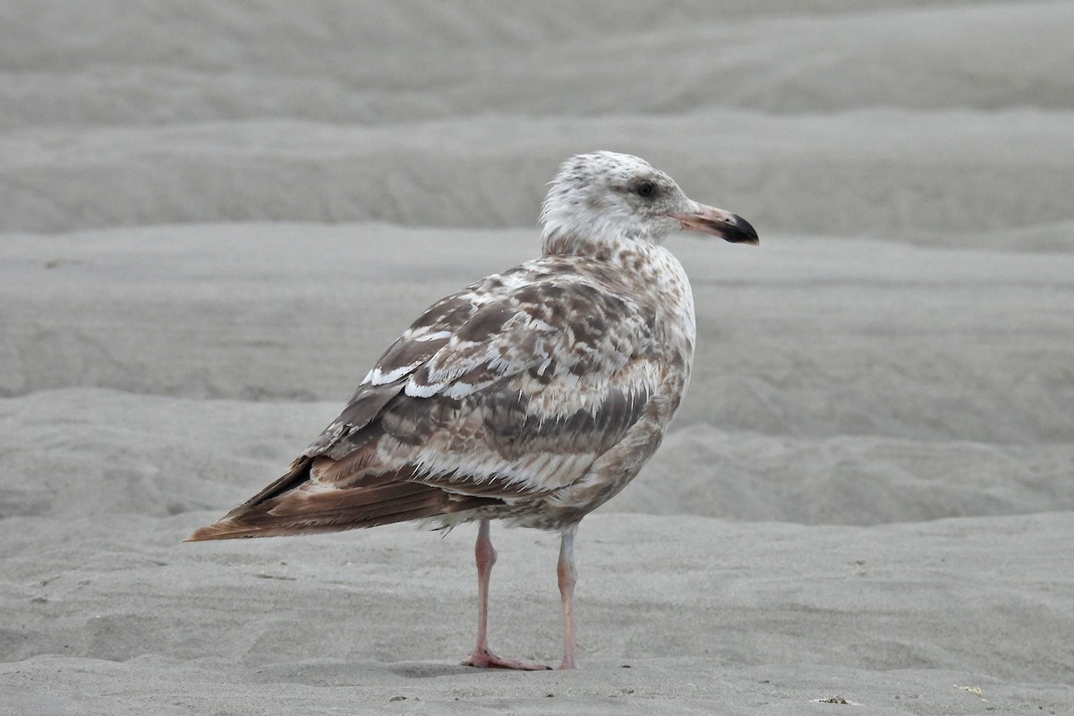 American Herring Gull - ML638250007