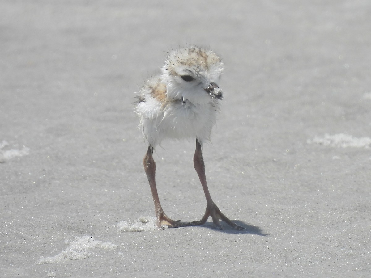 Piping Plover - ML638250038