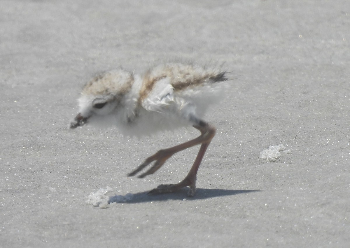 Piping Plover - ML638250039