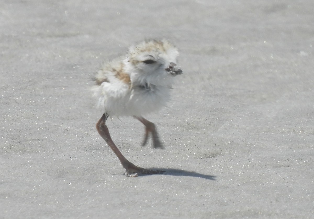 Piping Plover - ML638250040