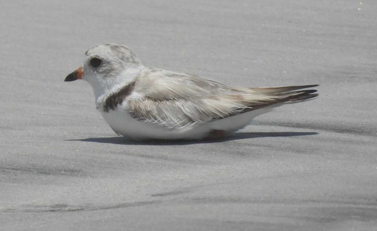 Piping Plover - ML638250041