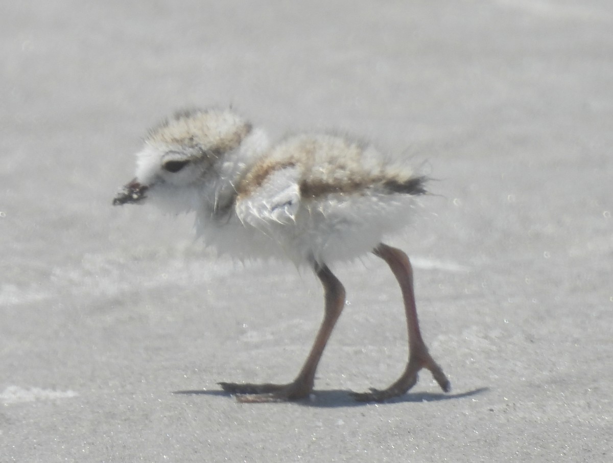 Piping Plover - ML638250042