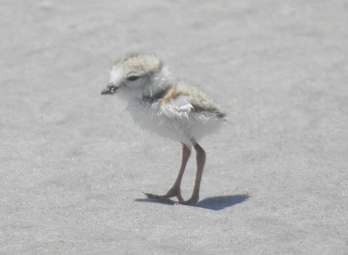 Piping Plover - ML638250043