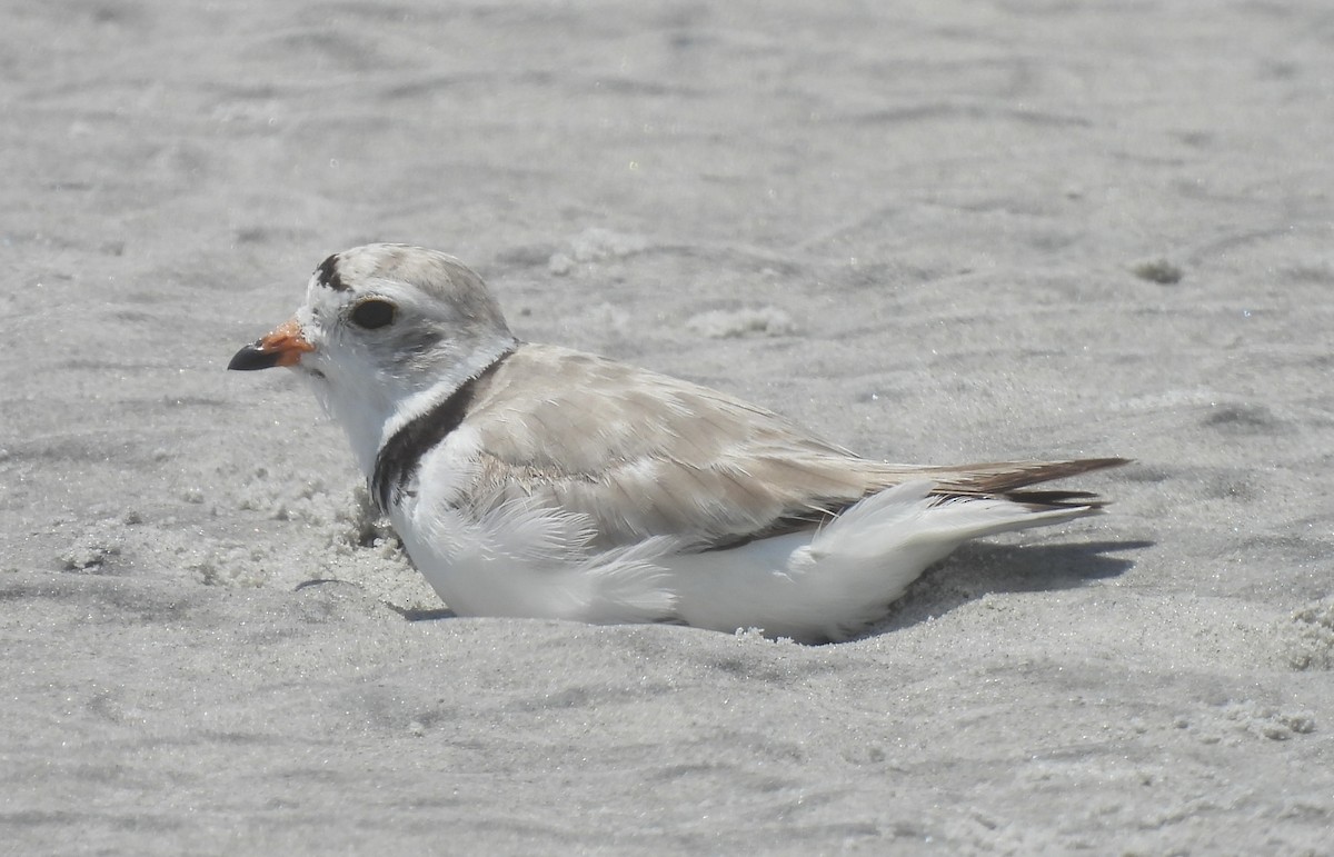 Piping Plover - ML638250044