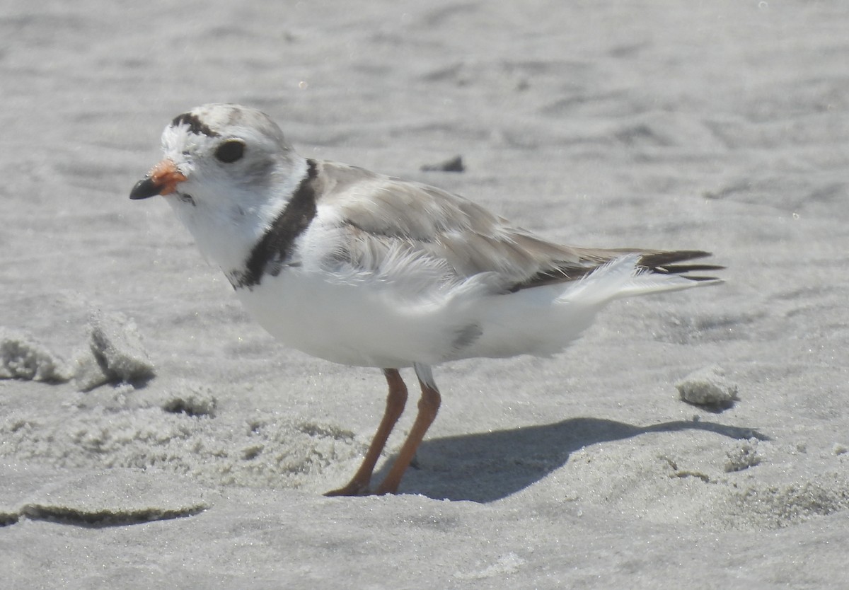 Piping Plover - ML638250045