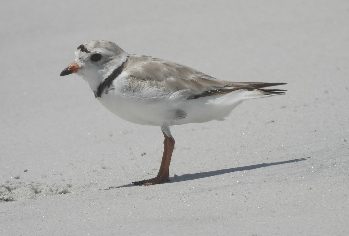 Piping Plover - ML638250046
