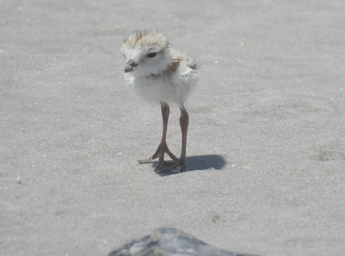 Piping Plover - ML638250047